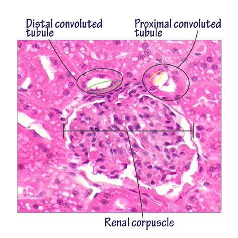 Histology Glossary Histology Proximal And Distal Tubules Of Nephron