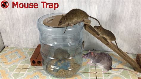 Water Bottle Mouse Trapidea Mouse Trap Homemadeautomatic Saving A Lot