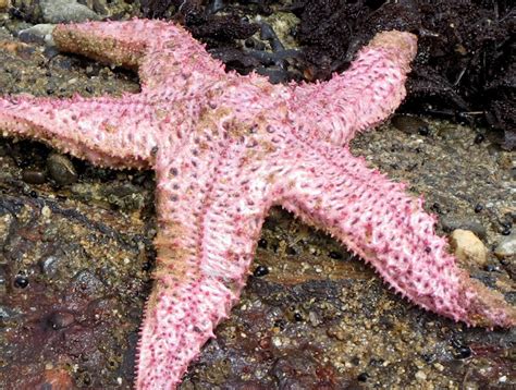 Pink Sea Star Giant Pink Sea Star Or Short Spined Sea Star Project Noah