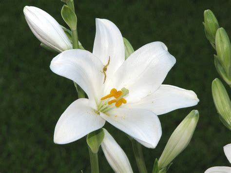 The Easter Lily The Thinking Housewife