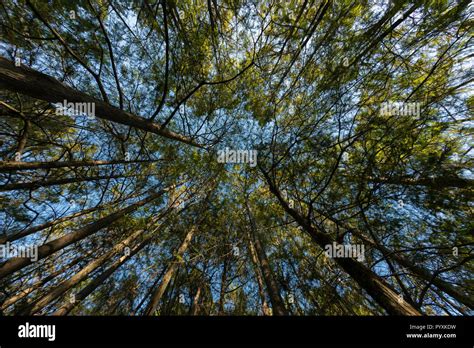 Tress Hi Res Stock Photography And Images Alamy