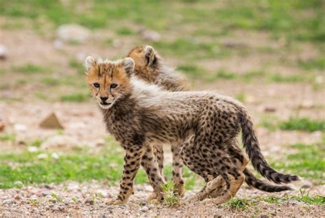 Premium Photo Cheetahs Cub In Serengeti National Park