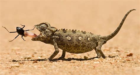 Amazing Reptiles Inhabiting The Sahara Desert Unique Nature Habitats