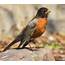 Pair These Bird Events With Great Backyard Count  Pennlivecom