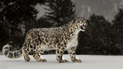 Free Download Snow Leopard Background Wallpapers Win10 Themes