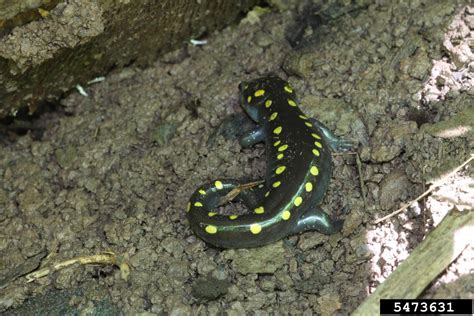 Yellow Spotted Salamander Ambystoma Maculatum