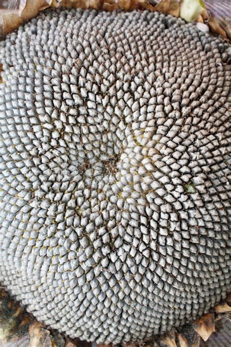 Sunflower Seeds Texture Wallpaper Macro Seeds Of The Sunflower Stock