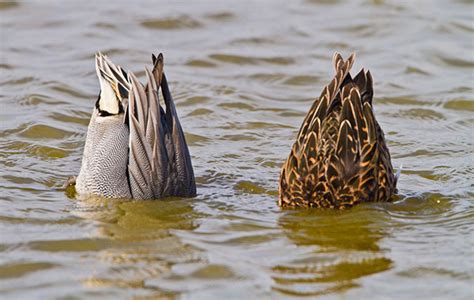 Teal The Tiny Ducks That Cant Walk Straight But Can Corkscrew