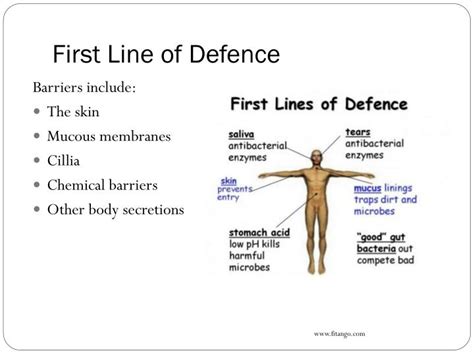 Ppt A Search For Better Health Topic 7 First Line Of Defence