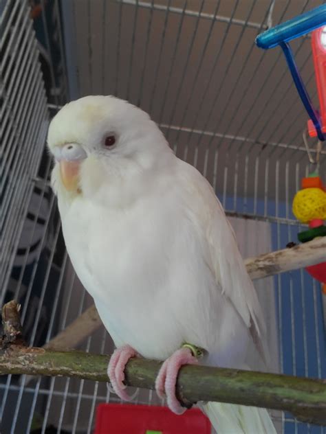 Albino Budgie Gender What Sex Is My Budgie Budgie Community Forums