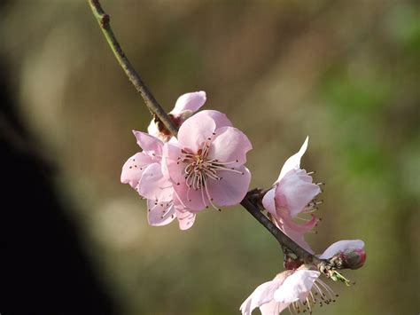 Free Photo Peach Flower Blossom Spring Bloom Flowers Plant Hippopx