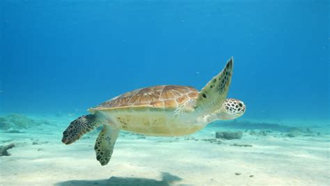 green sea turtle swim in stock footage video 100 royalty free 1013026367 shutterstock