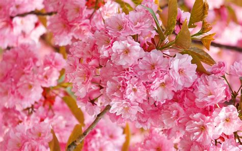 Cherry Blossoms Hd Wallpaper Background Image 2560x1600 Id689893