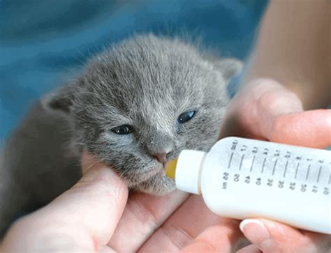 How To Nurture Newly Born Russian Blue Kitten Complete Guide My