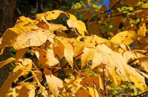 Shagbark Hickory Produces Fall Color And Edible Nuts Drought Tolerant