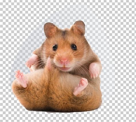 Golden Hamster Teddy Bear Hamsters Pet Png Clipart Animals Bear Cage Chinese Hamster