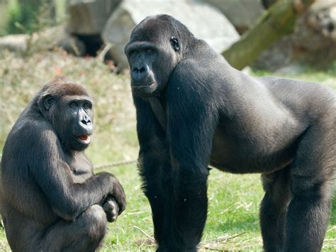 Surprisingly, Gorillas communicate with each other like human. They