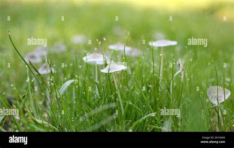 Tiny Mushrooms Growing In Green Grass In Early Morning Dew Stock Photo