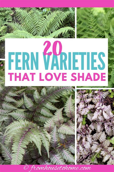 Hardy Fern Varieties 20 Perennial Ferns That Will Survive The Winter