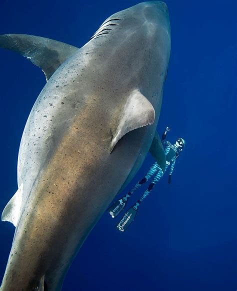 ocean ramsey s dive with deep blue id eco super eco