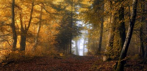 4554673 Trees Sunlight Leaves Mist Yellow Red Path Landscape