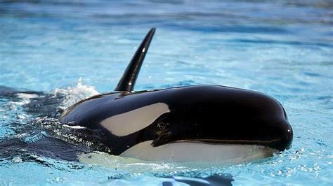 Rescate De Morgan La Orca Sorda Extremo Mundial