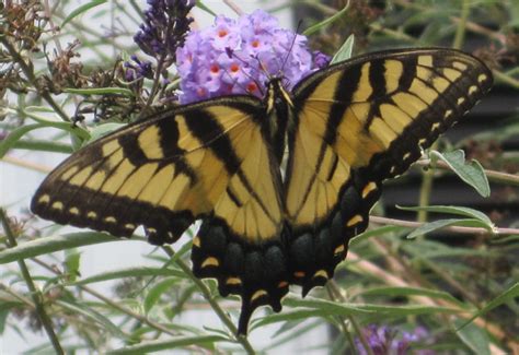 Bug Of The Month September Tiger Swallowtails Including Dark