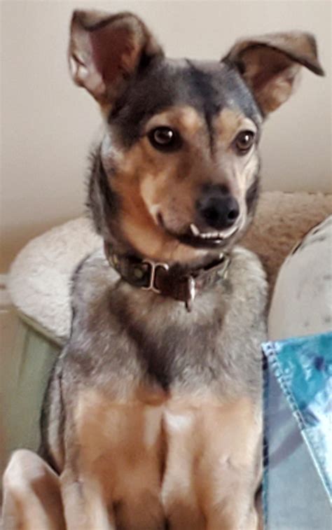 Freo's push to keep darcy in purple. Darcy - Orvis Cover Dog