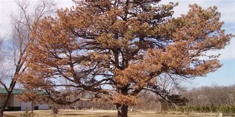 Common Pine Tree Diseases And How To Avoid Them Progardentips