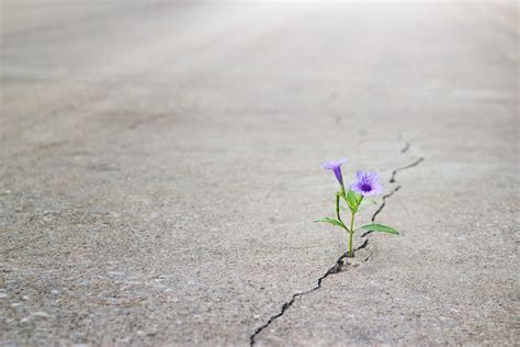 Flower Growing Out Of Concrete, Life Finds A Way 25 Plants That Just