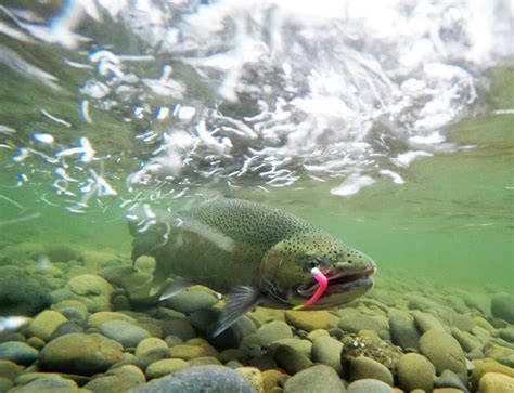 How To Catch Steelhead With Jigs And Bobbers