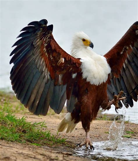 An African Fish Eagle Looking Majestic Beautiful Birds Birds Of Prey