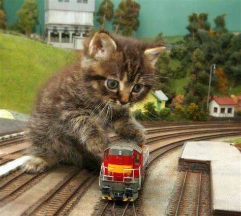 Kitten S Model Train Model Trains Cats And Kittens Cat Training