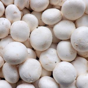 White Button Mushrooms BULK 5 Lbs Flying Plow Farm