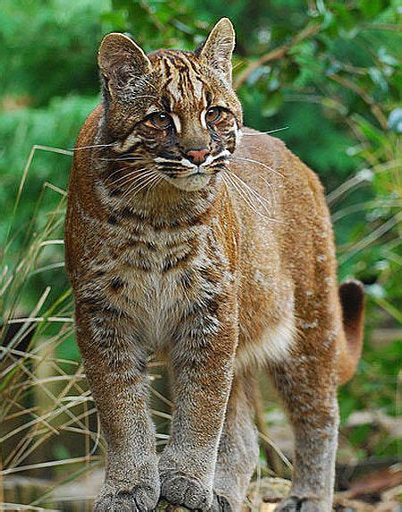 It prefers forest habitats interspersed with rocky areas, and is found in deciduous, subtropical evergreen, and tropical rainforests. Asian Golden Cat - Widespread but Threatened Southeast ...