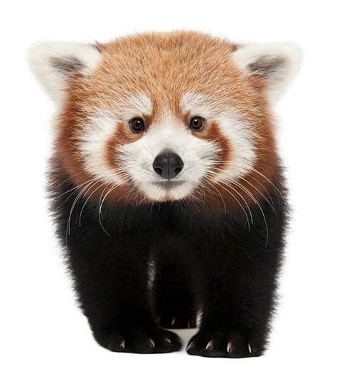 Royalty Free Red Panda Pictures Images And Stock Photos Istock