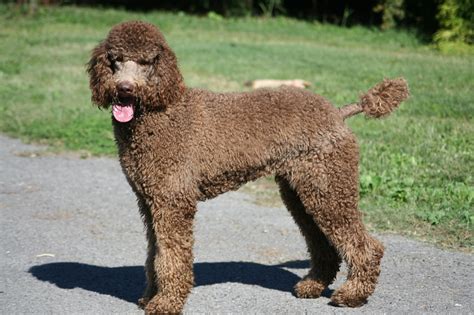 Standard Poodle History Personality Appearance Health