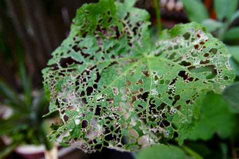 Japanese Beetle Infestation Leaf 8 14 09 Img4248 Flickr