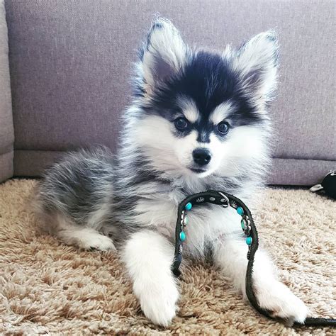 Pomeranian Und Husky Pets Lovers