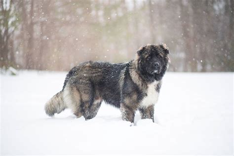 Caucasian Shepherd Dog Breed Characteristics Pictures Care Tips