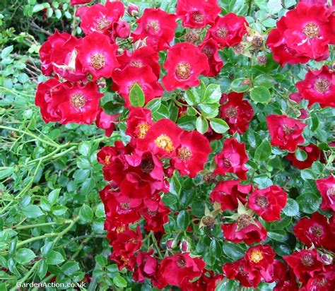 Ground Cover Roses Explained Clearly