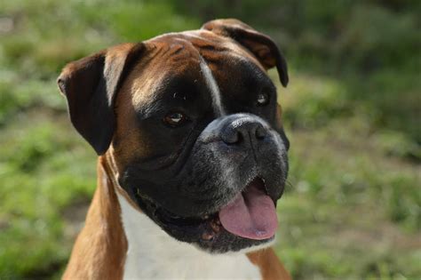Boxer Canine Breed Information And Character Traits