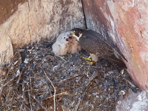 Peregrine Falcon Nesting A Complete Guide Birdfact