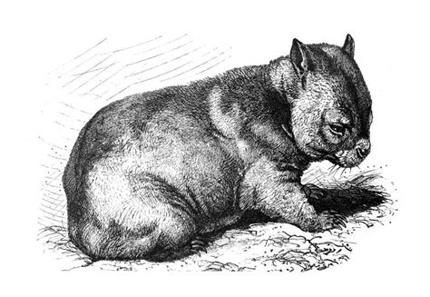 Wombat Phascolomys Fossor Illustration From Brockhaus Konversations