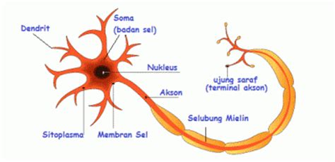 Struktur Dan Macam Neuron Sel Saraf Edubio