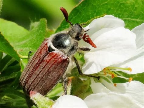 All About Beetles Chafer Beetle 19 Pics Page 2 Of 7 Pettime