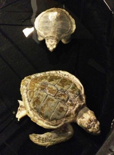 Sea Life Aquarium Unveils New Turtle Rescue Center Todays Mama