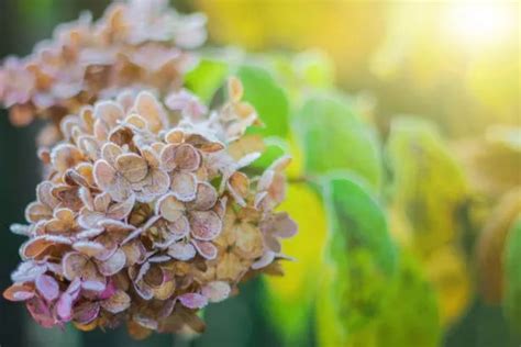 Experts Crucial Hydrangea Pruning Advice On When To Deadhead The