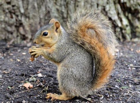 Can Squirrels Eat Raw Peanuts Heres What You Need To Know Pet Spruce