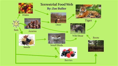 Terrestrial Food Web By Zoe Buller